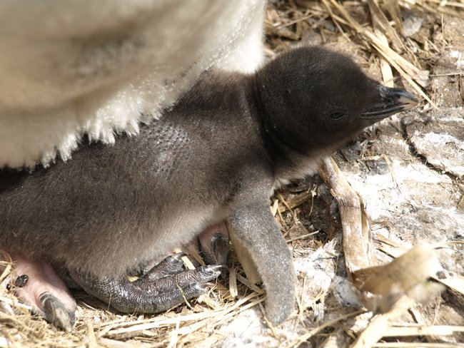 ../../Pictures/241209/112 Rockhopper.JPG